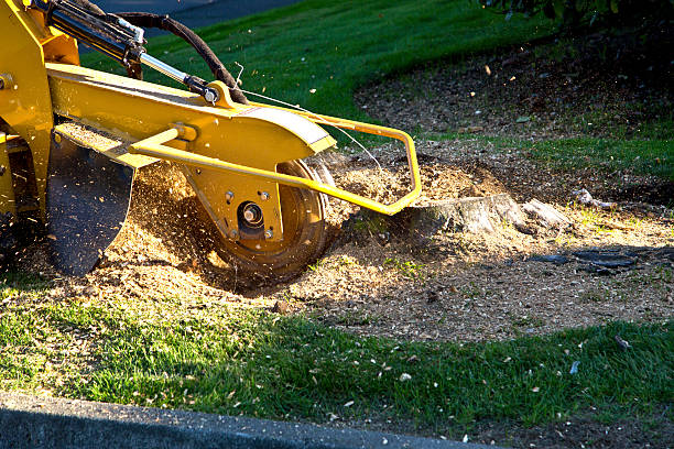 How Our Tree Care Process Works  in  Watertown, MN