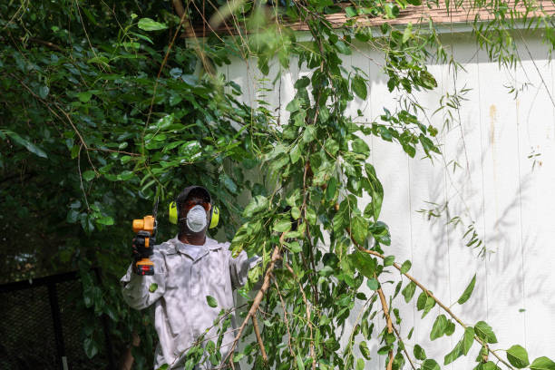 Lawn Pest Prevention in Watertown, MN